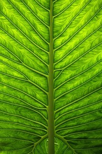 开云体育多语言中文版-奥地利帆船选手再勇夺金牌，扬名立万